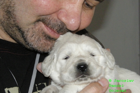 CHS Vera Moravia, chovatelská stanice Vera Moravia, štěňata Golden Retriever, štěňata zlatý retrívr, Louňovice Praha východ, Zlatý retrívr výcvik, pojištění 